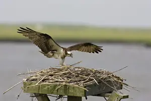 Haliaetus: Osprey in flight with nesting material