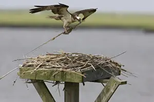 Haliaetus: Osprey in flight with nesting material