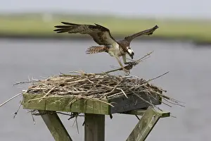 Haliaetus: Osprey in flight with nesting material