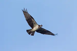 Haliaetus: Osprey flight Osprey adult in flight Sweden