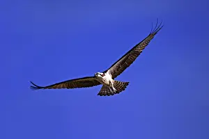 Haliaetus: Osprey in flight over Sanibel Island, Florida