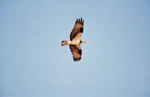 Osprey: OSPREY - in flight, wings spread