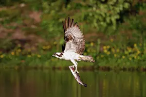 Roy Glen: Osprey flying with a trout