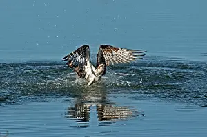 Pandionidae: Osprey getting out of the water