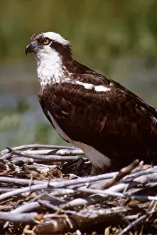 Osprey: OSPREY - hen on nest