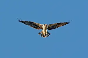Pandionidae: Osprey Hovering