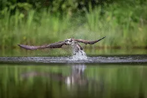 Splash: Osprey - Hunting - UK