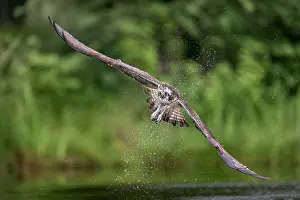 Droplets: Osprey - Hunting - UK