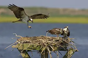 Pandionidae: Osprey landing at nest