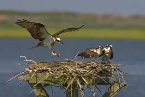Pandionidae: Osprey landing at nest