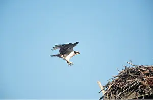 Osprey: OSPREY - landing on nest
