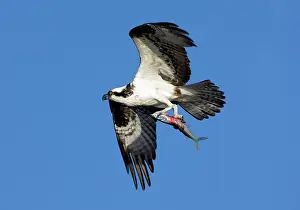 Haliaetus: Osprey with Needle Fish
