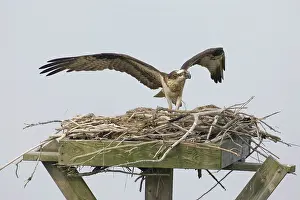 Pandionidae: Osprey at nest