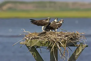 Pandionidae: Osprey at nest