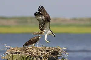 Pandionidae: Osprey at nest