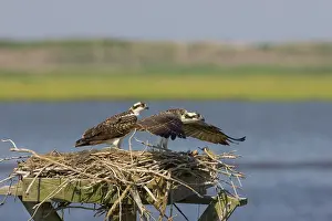 Pandionidae: Osprey at nest