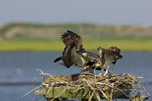 Pandionidae: Osprey at nest