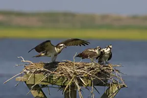 Pandionidae: Osprey at nest