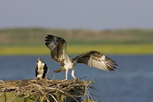 Pandionidae: Osprey at nest