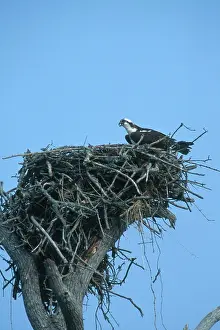 Haliaetus: Osprey at Nest
