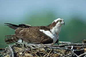 Haliaetus: Osprey on Nest