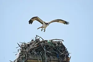 Haliaetus: Osprey with Nest