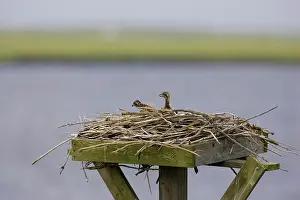 Haliaetus: Osprey nest with chicks