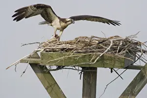 Pandionidae: Osprey at nest with fish