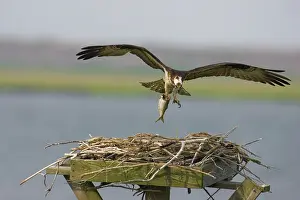 Pandionidae: Osprey at nest with fish