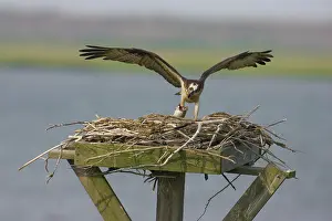 Pandionidae: Osprey at nest with fish