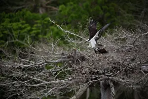 Haliaetus: Osprey at nest, Florida, Usa