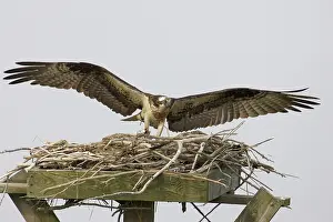 Pandion: Osprey at nest with prey