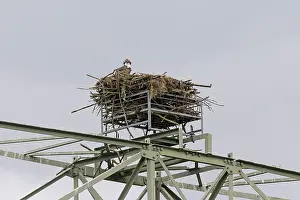 Places: Osprey nesting on a electric power pylon