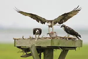 Pandion: Osprey at nesting platform