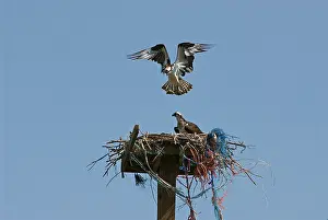 Haliaetus: Osprey Pair Nesting