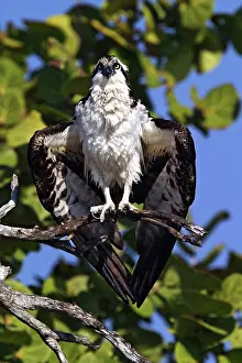 Haliaetus: Osprey (Pandion haliaetus)