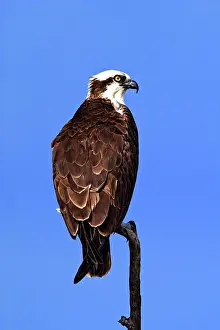 Haliaetus: Osprey (Pandion haliaetus)