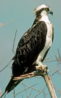 Haliaetus: Osprey (Pandion haliaetus carolinensis)