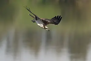 Lower Rhine: Osprey (Pandion haliaetus) in a dive