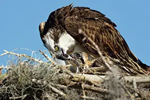Haliaetus: Osprey (Pandion haliaetus) female sitting on the nest and fe