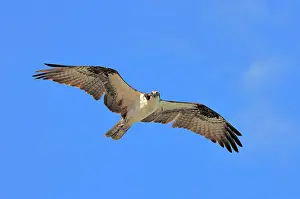 Haliaetus: Osprey (Pandion haliaetus), in flight, Sanibel Island