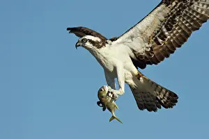 Haliaetus: Osprey (Pandion haliaetus) male flying with prey in its claw