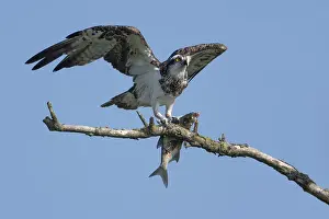 Haliaetus: Osprey (Pandion haliaetus) perched on a branch