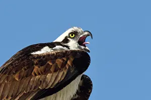 Haliaetus: Osprey (Pandion haliaetus) portrait of an adult male defensi