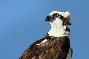 Haliaetus: Osprey (Pandion haliaetus) portrait of an adult male watchin