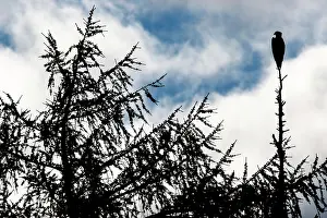 Haliaetus: Osprey (Pandion haliaetus) - silhouette of adult perched on