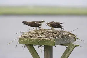 Haliaetus: Osprey (Pandion halietus) feeding chicks