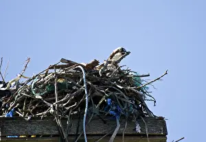 Repairing: Osprey Repairing Nest