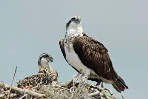 Ospreys: Osprey / Sea Hawk / Fish Eagle / River Hawk adult