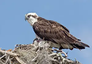 Ospreys: Osprey / Sea Hawk / Fish Eagle / River Hawk adult